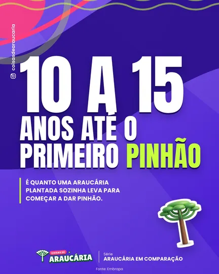 Quem planta uma araucária espera de 10 a 15 anos pelo primeiro pinhão.