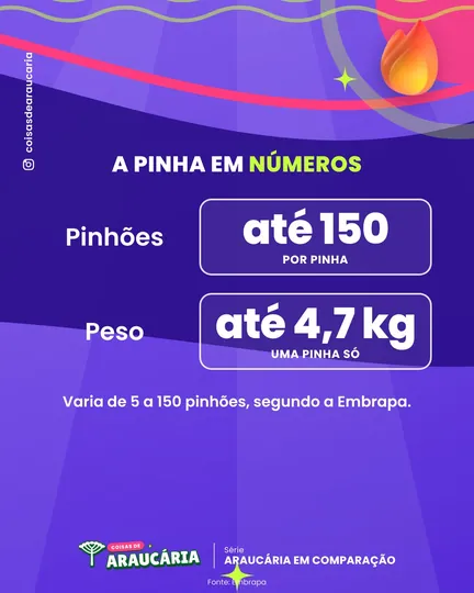 Uma pinha pode ter até 150 pinhões.