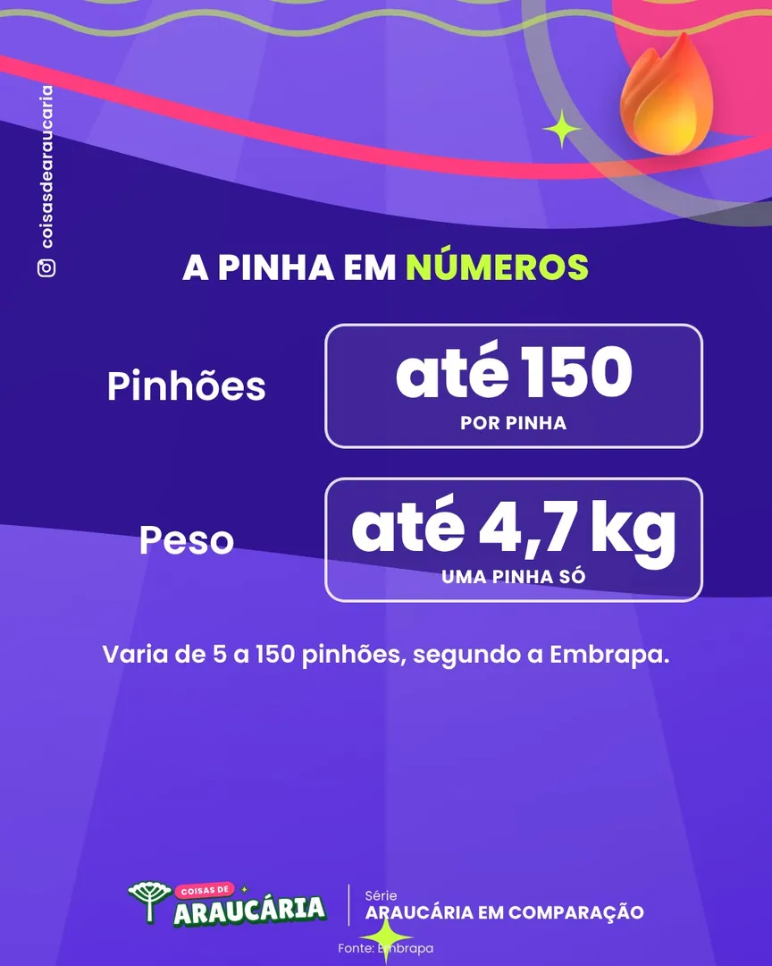 Uma pinha pode ter até 150 pinhões.