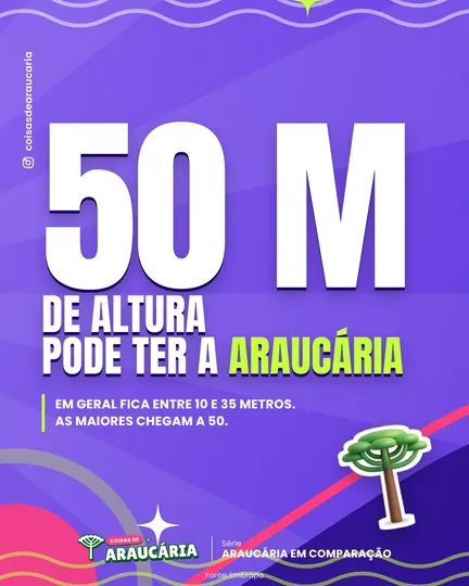 A araucária pode chegar a 50 metros de altura.