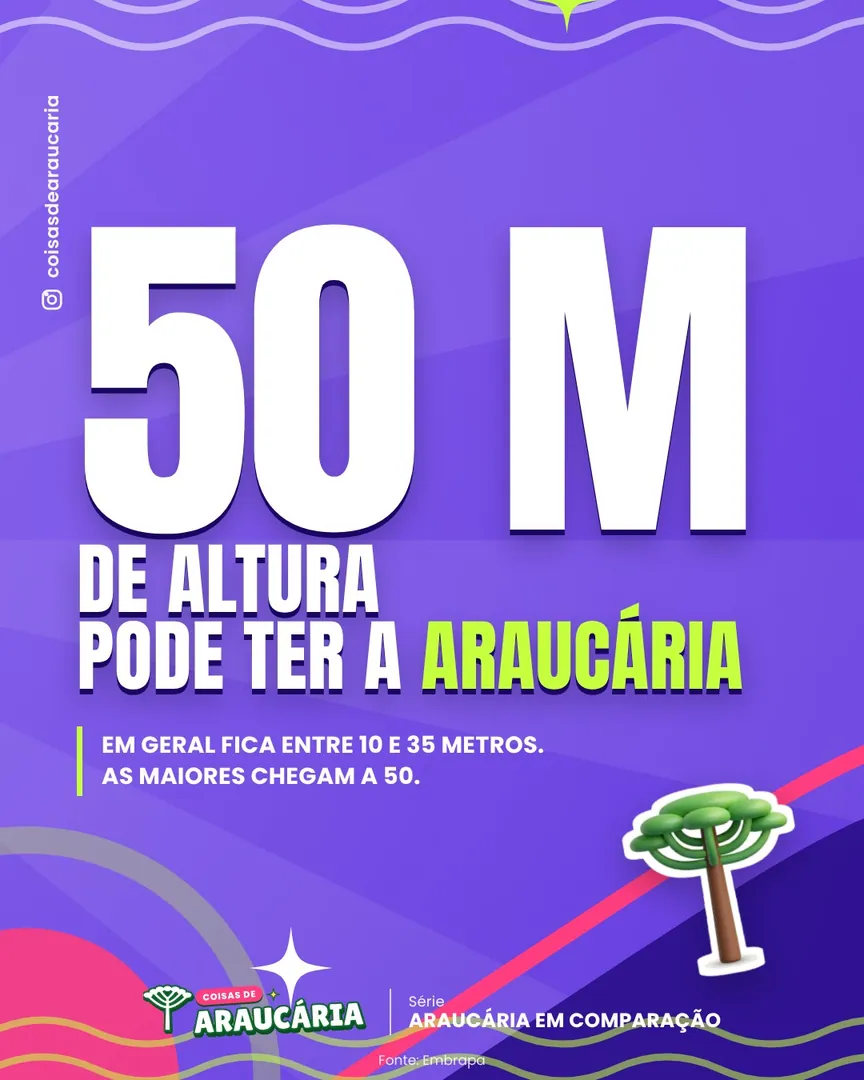 A araucária pode chegar a 50 metros de altura.